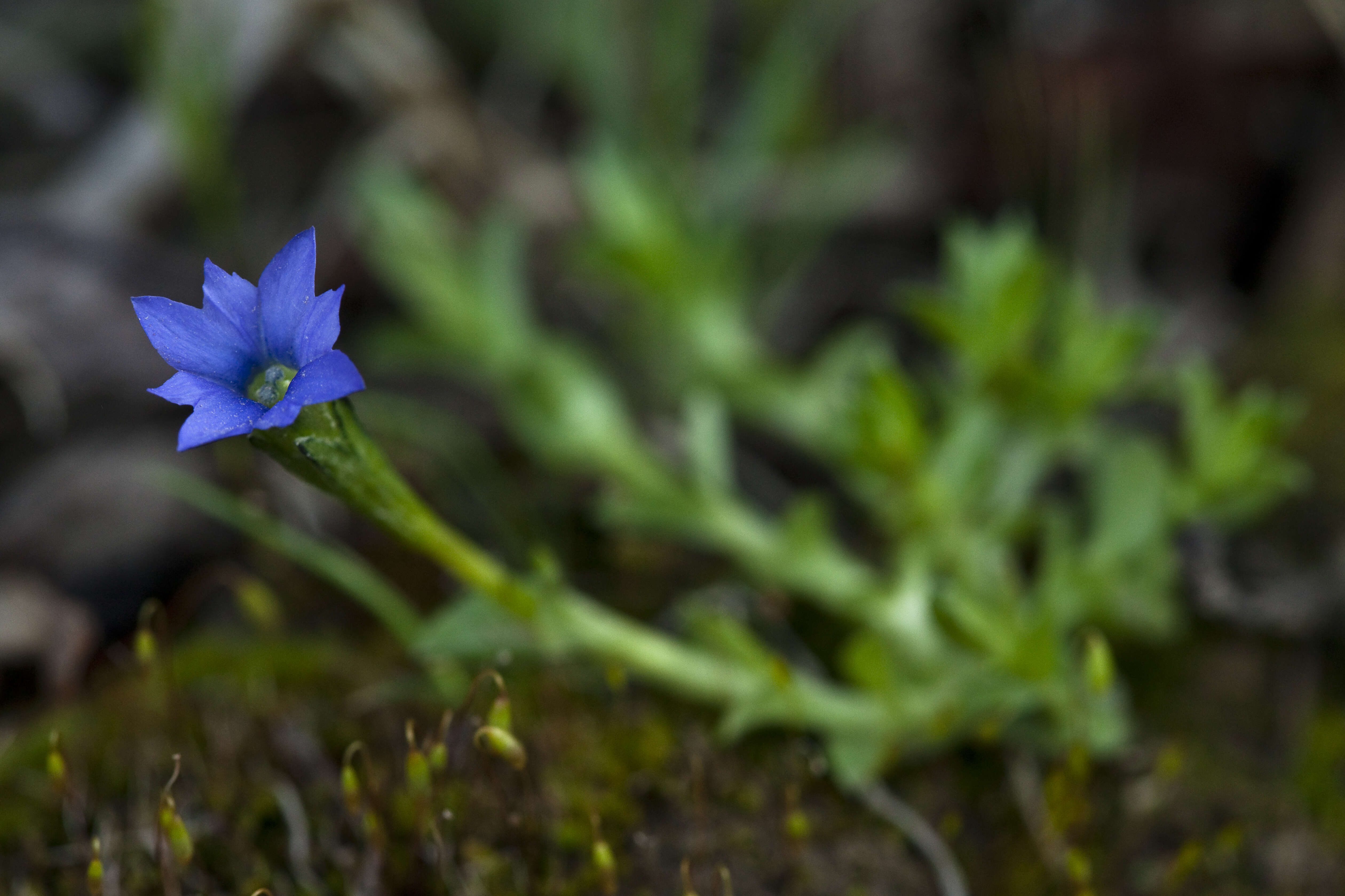 Image de Gentiana prostrata