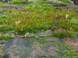 Image of tortula moss