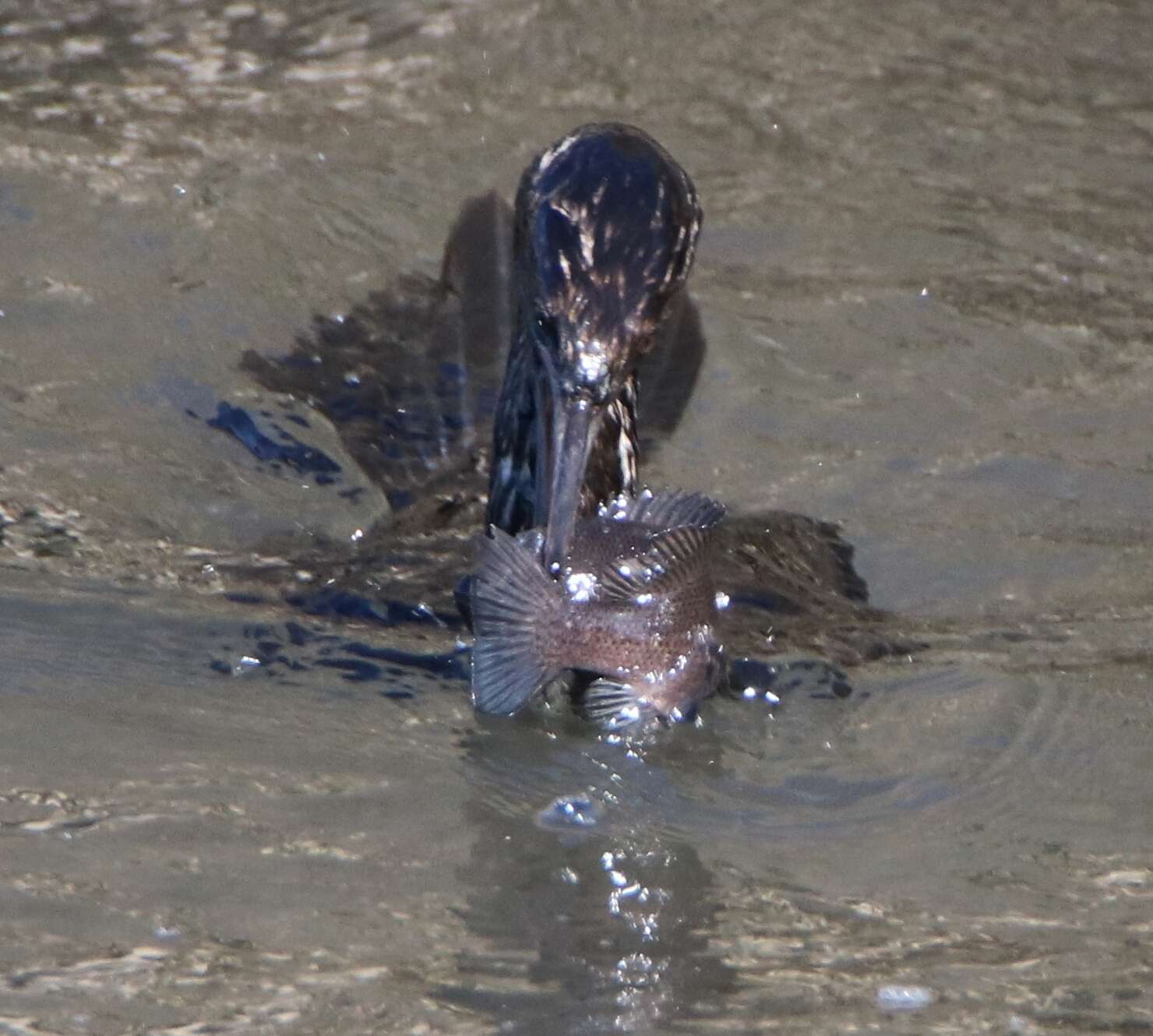 Image of Baird's cormorant