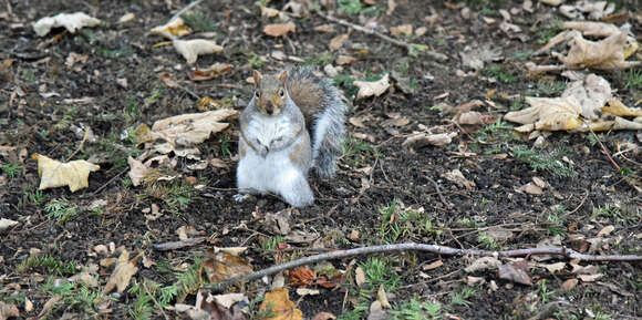 Image of Sciurus subgen. Sciurus Linnaeus 1758