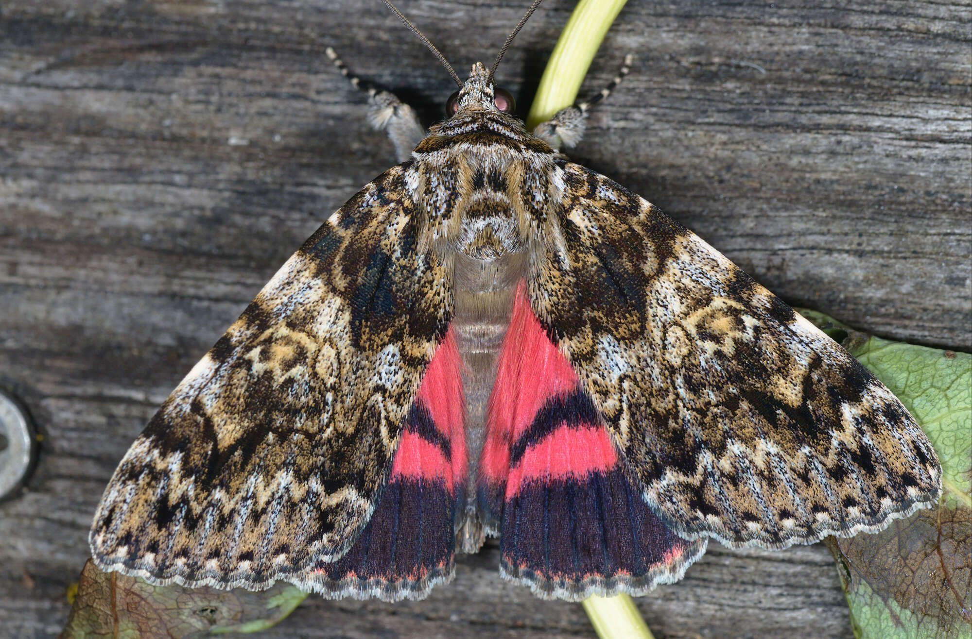 Image of Light crimson underwing moth