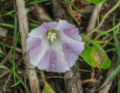 Plancia ëd Calystegia soldanella (L.) R. Br.