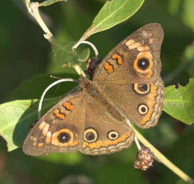 Image of Junonia neildi