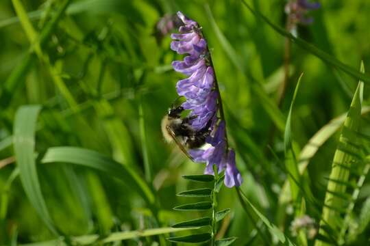 Image of bird vetch