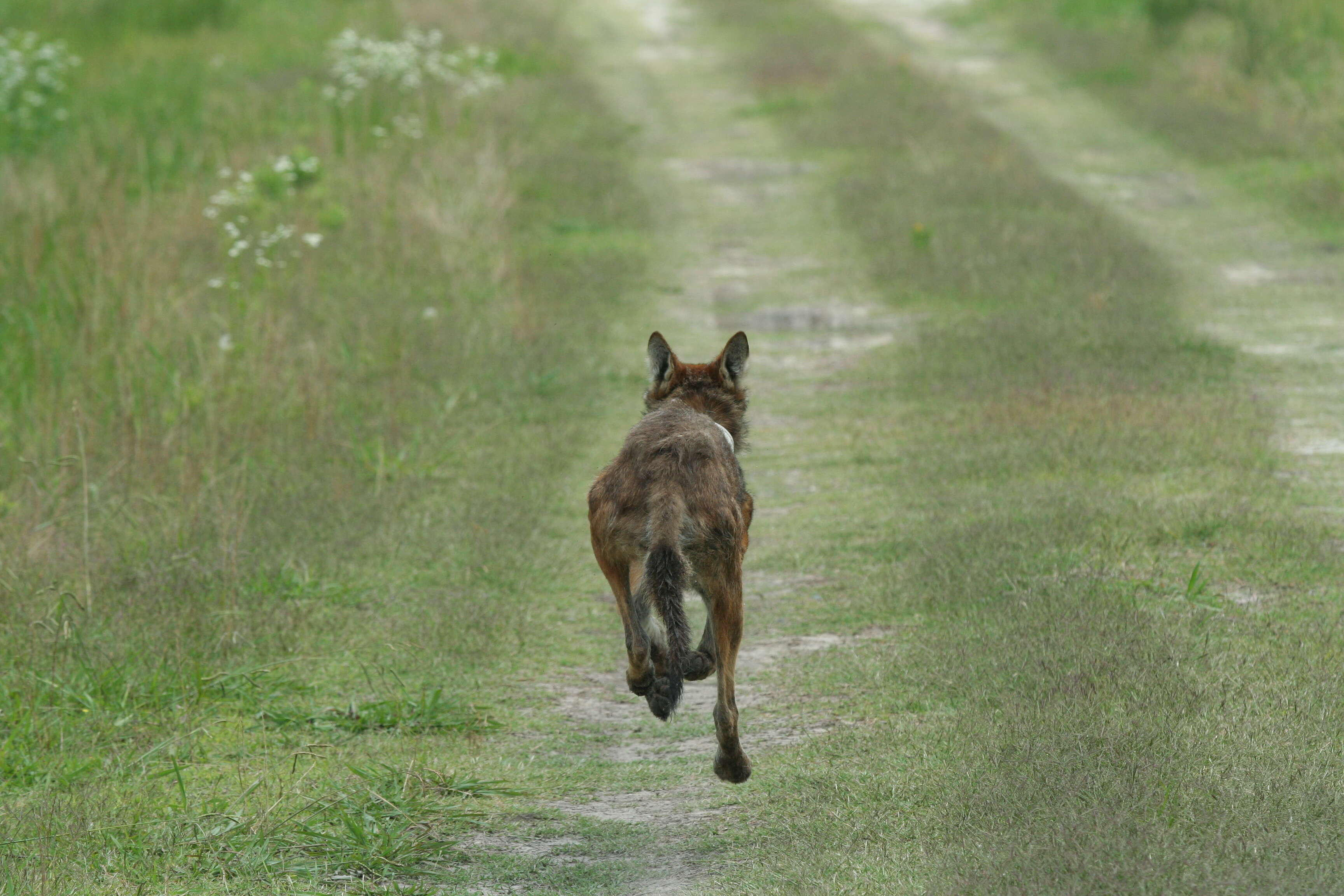 Image of Red wolf