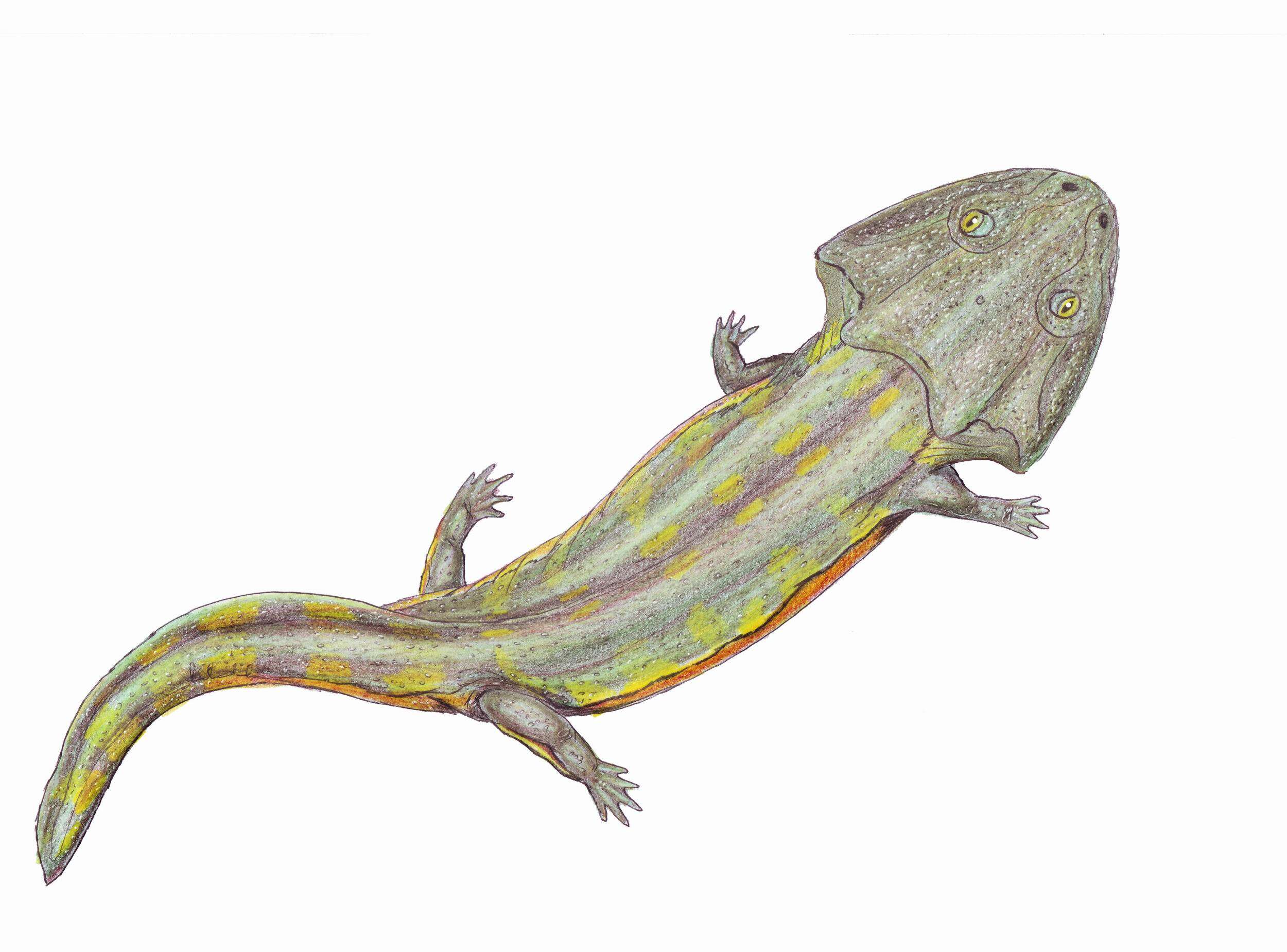 Image of Chigutisauridae