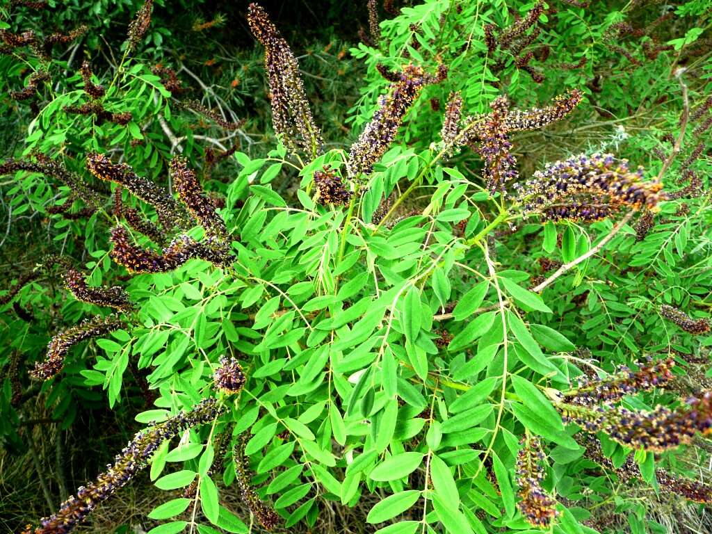 Imagem de Amorpha fruticosa L.