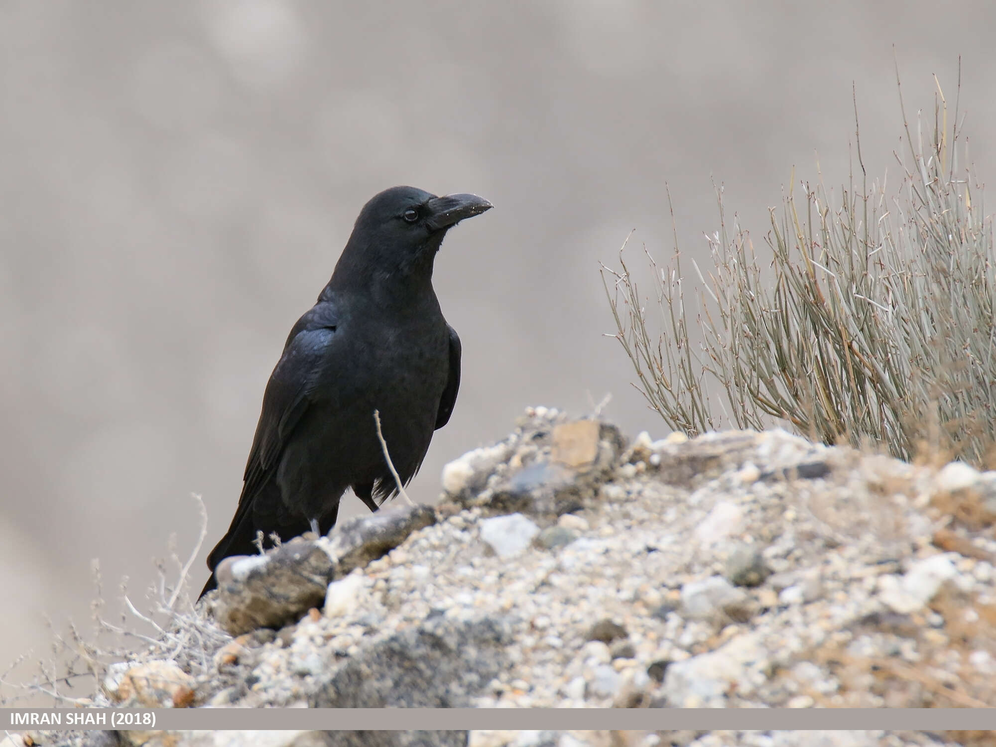 Imagem de Corvus macrorhynchos Wagler 1827