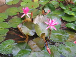 Image of waterlily