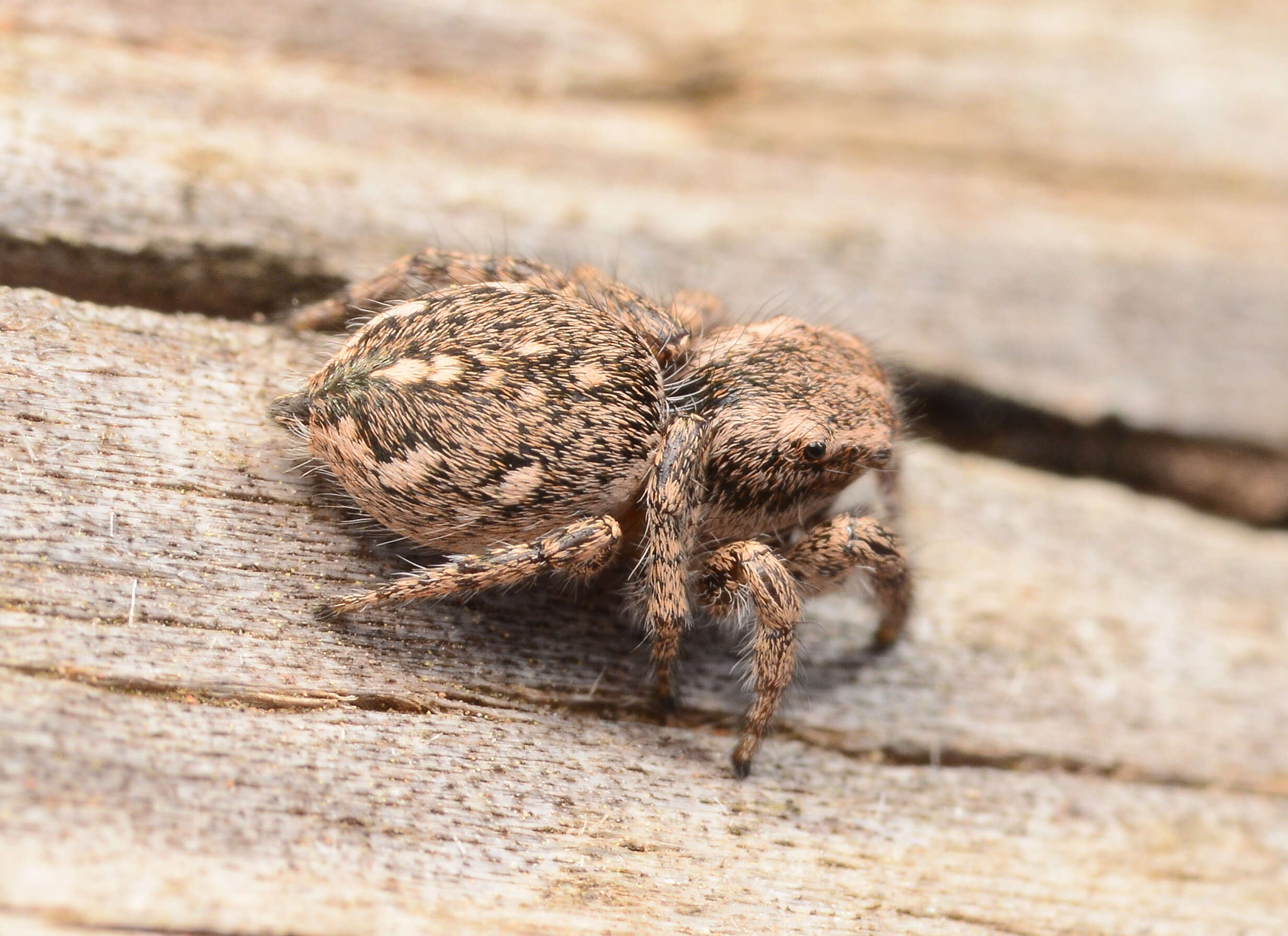 Image of Habronattus cognatus (Peckham & Peckham 1901)