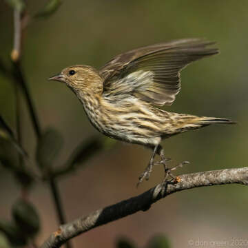 Image of Pine Siskin