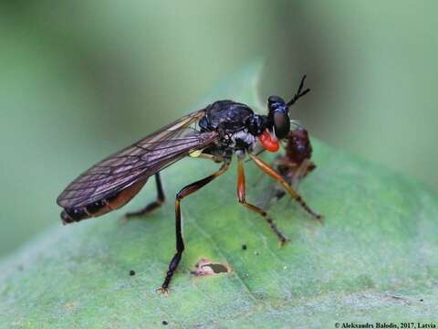 Image of Dioctria hyalipennis (Fabricius 1794)