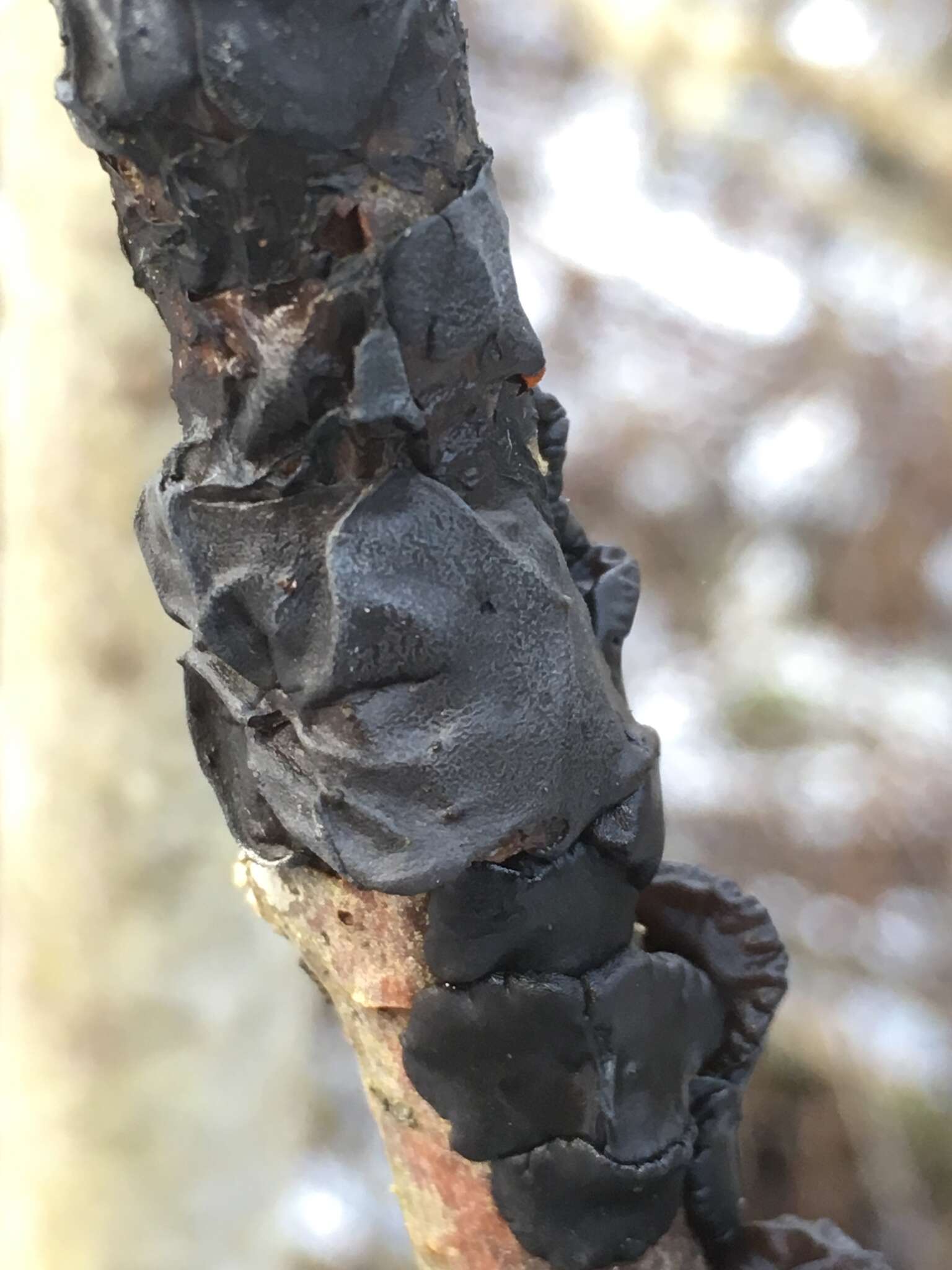 Image of Black Witches' Butter