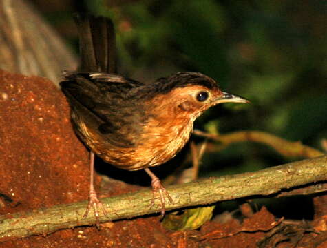 Image of Brown-capped Babbler