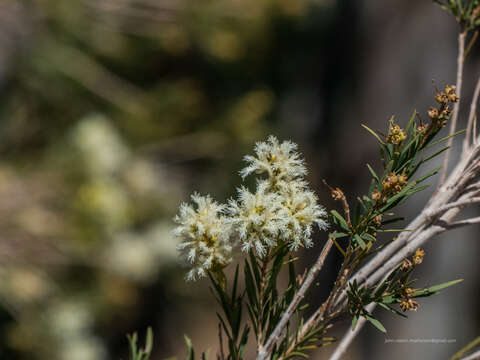 Image of Melaleuca trichostachya Lindl.