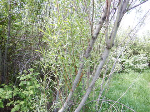 Image of narrowleaf willow