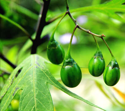 Image of Large Kangaroo Apple