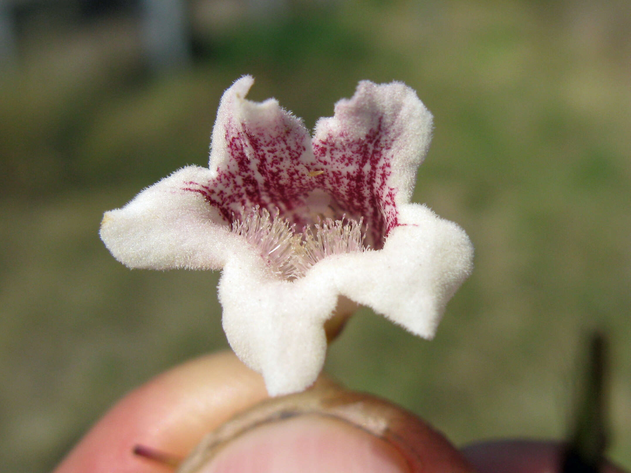 Image of Inland Wonga Vine