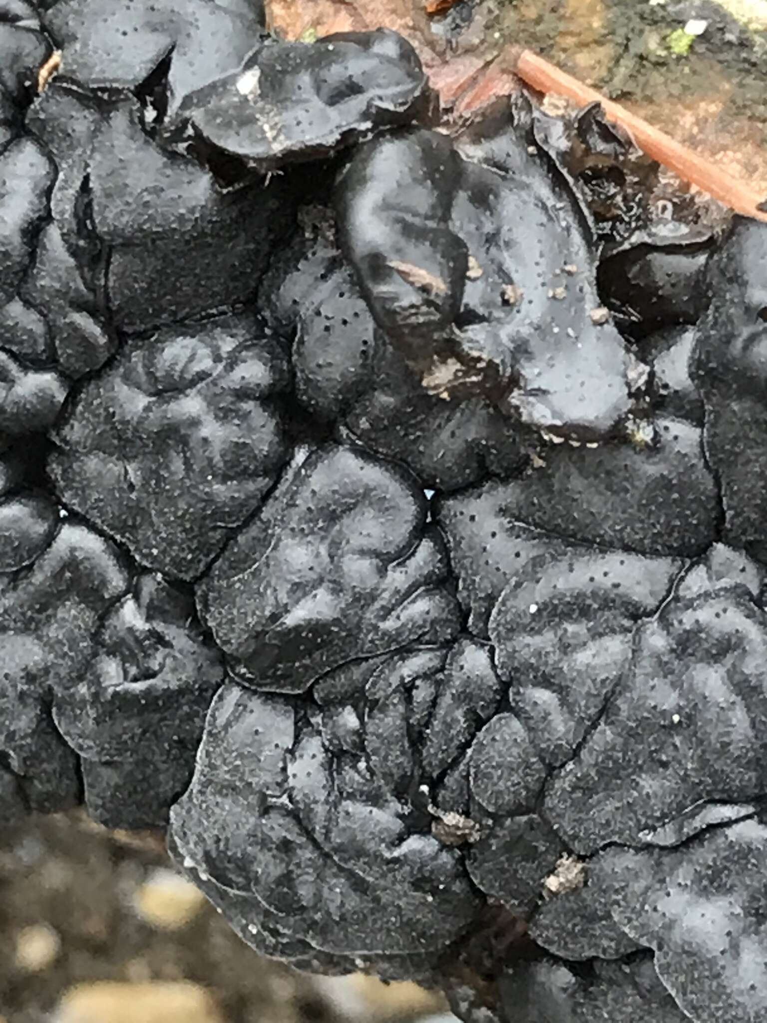 Image of Black Witches' Butter