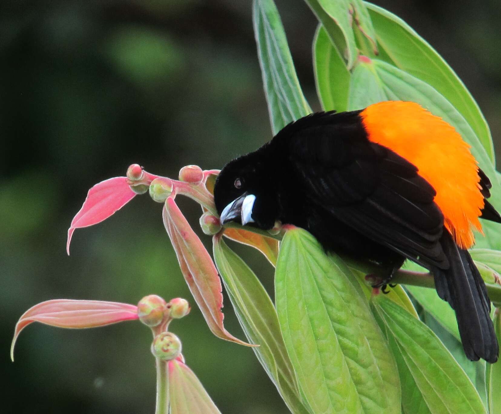 Image of Flame-rumped Tanager