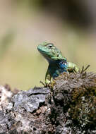 Image of Green Spiny Lizard