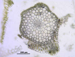 Image of Schleicher's bryum moss