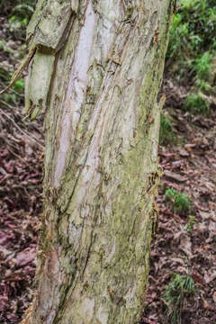 Image of prickly-leaf teatree