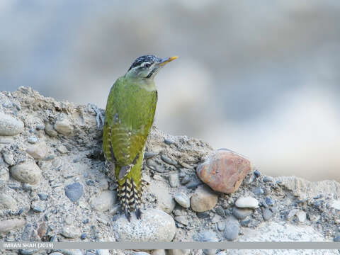 Image of Scaly-bellied Woodpecker