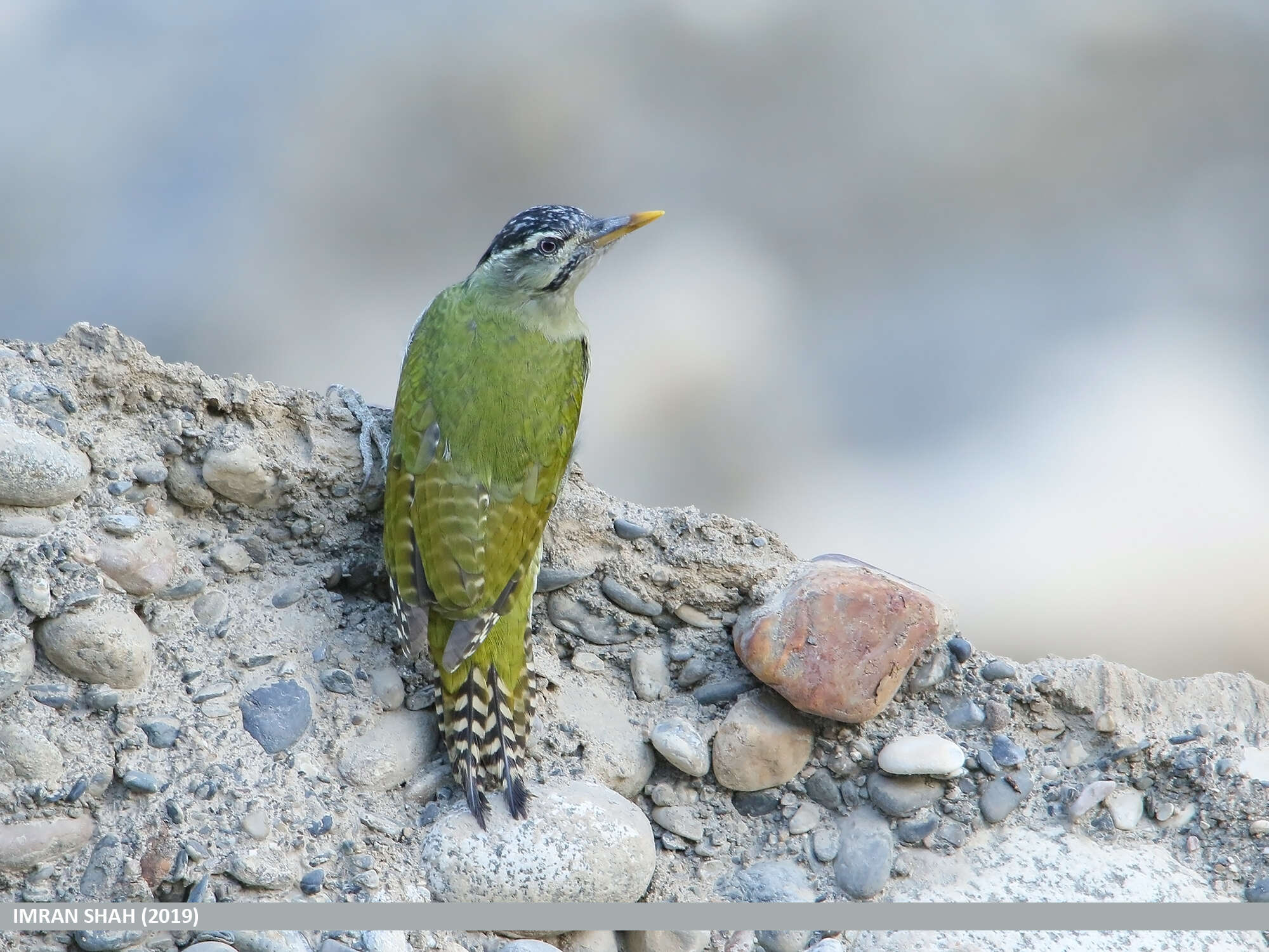 Image of Scaly-bellied Woodpecker