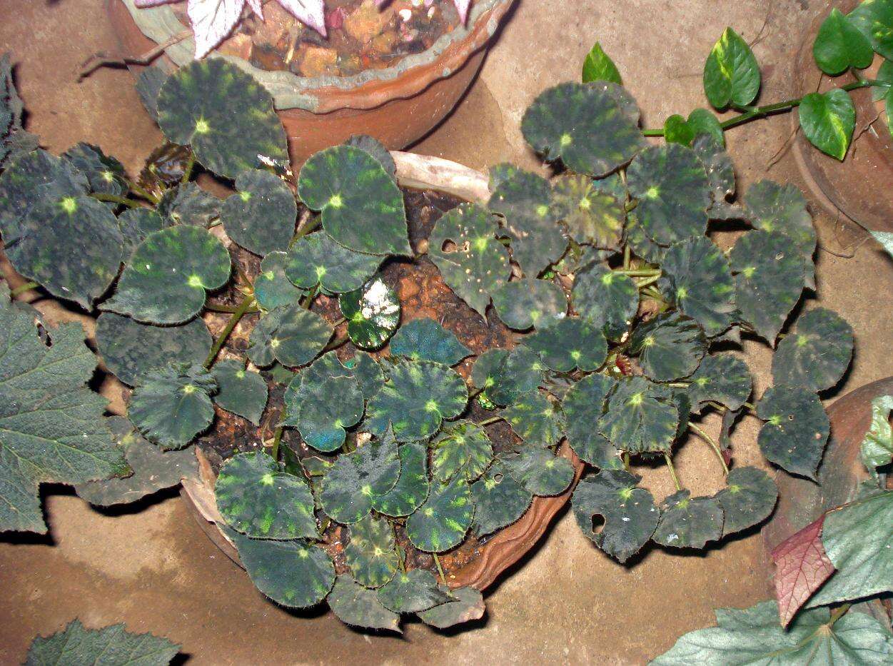 Image of Begonia mazae Ziesenh.