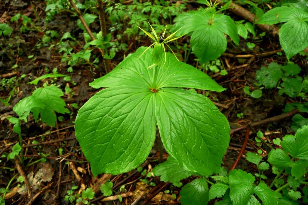 Image of herb Paris