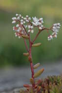 Image of White Stonecrop