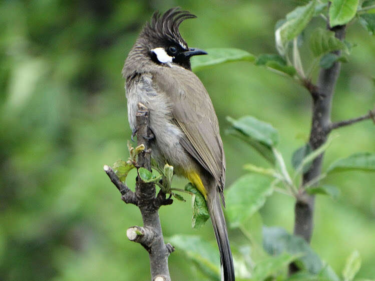 Image of Himalayan Bulbul