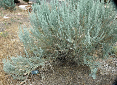 Imagem de Artemisia tridentata (Nutt.) W. A. Weber