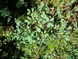 Image of alpine bilberry