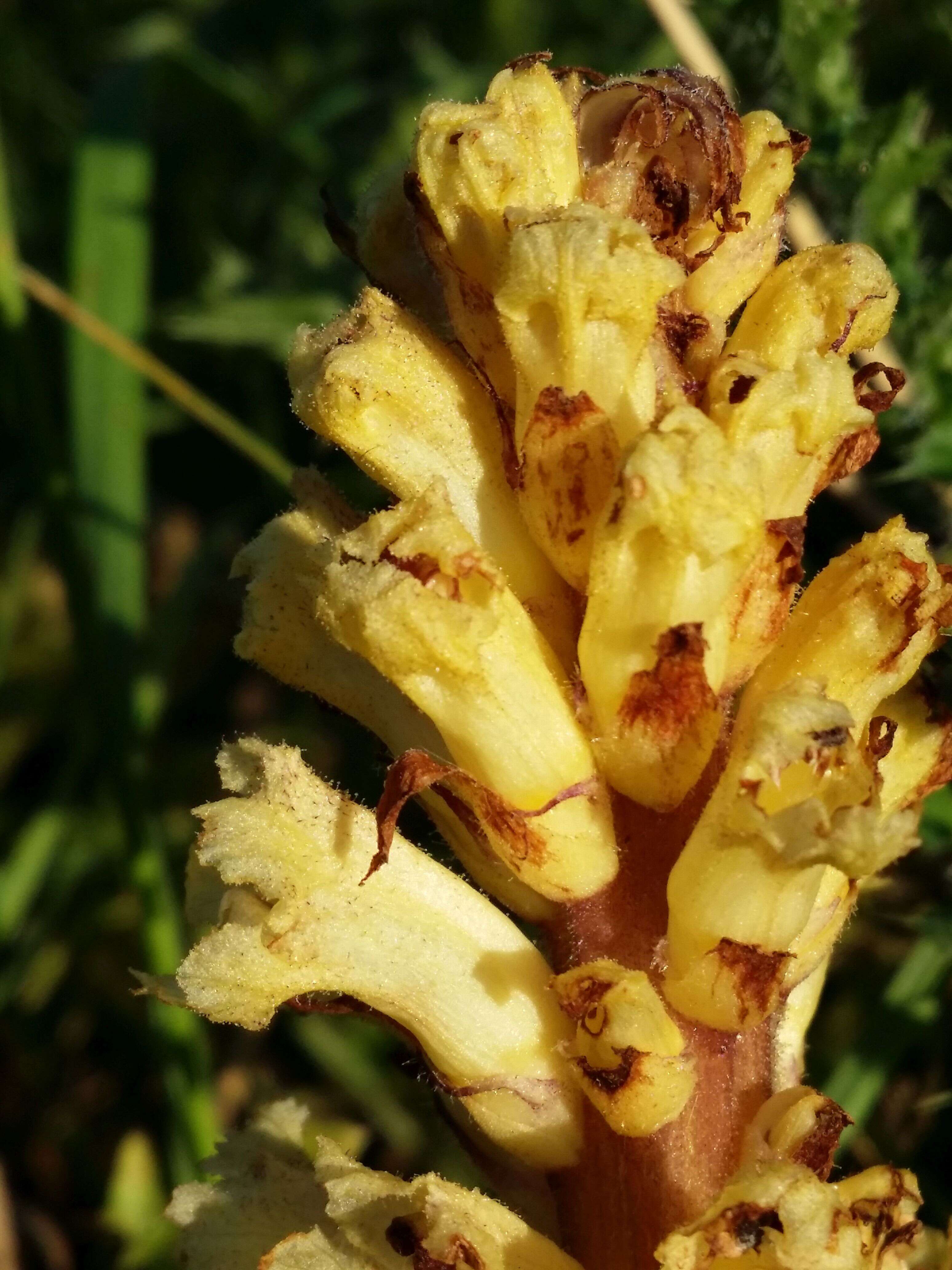 Imagem de Orobanche reticulata Wallr.