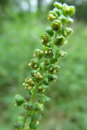 Image of annual ragweed