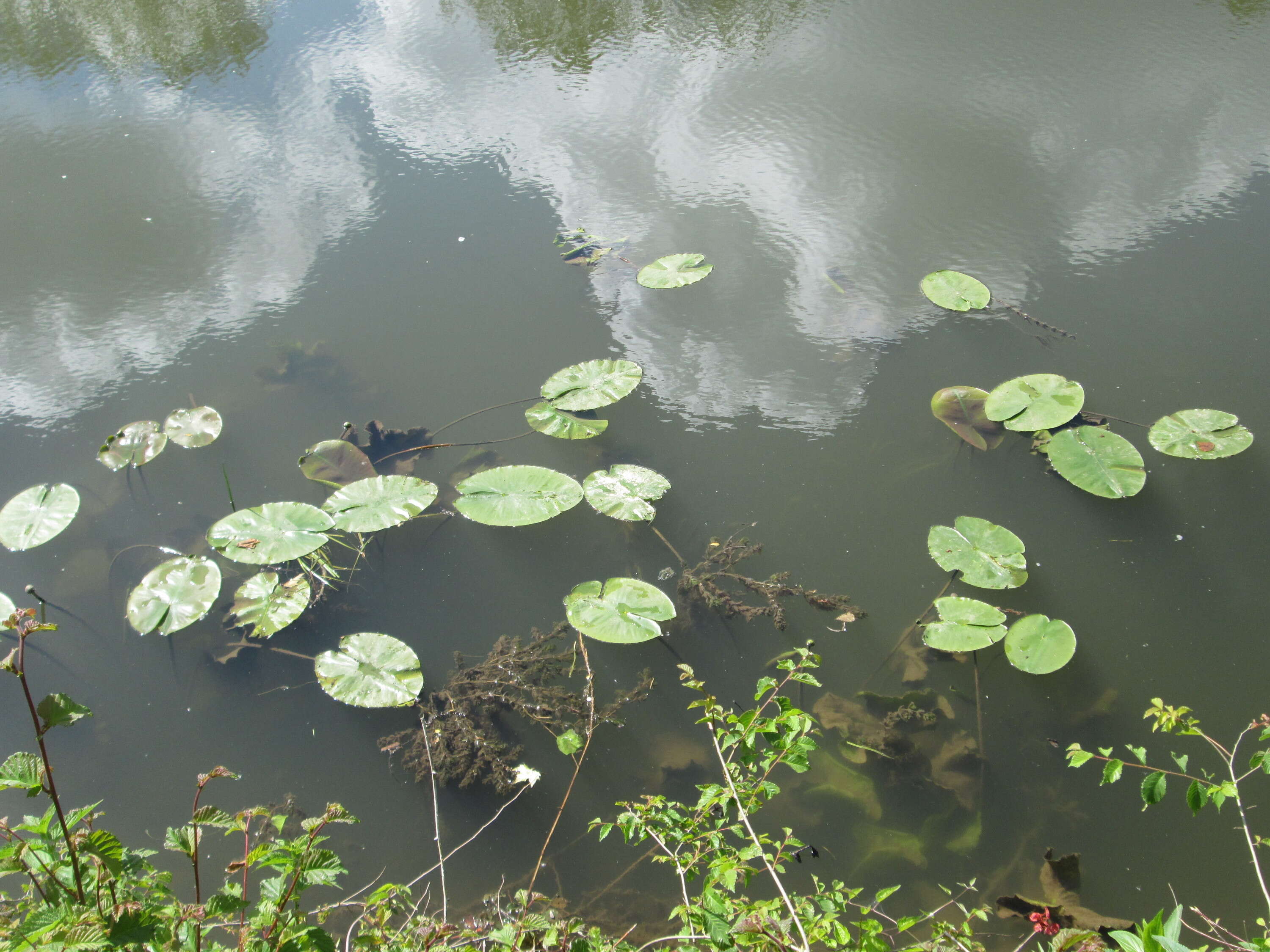 Image of Yellow Water-lily