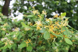 Image of Japanese honeysuckle