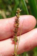 Image of Prairie sedge