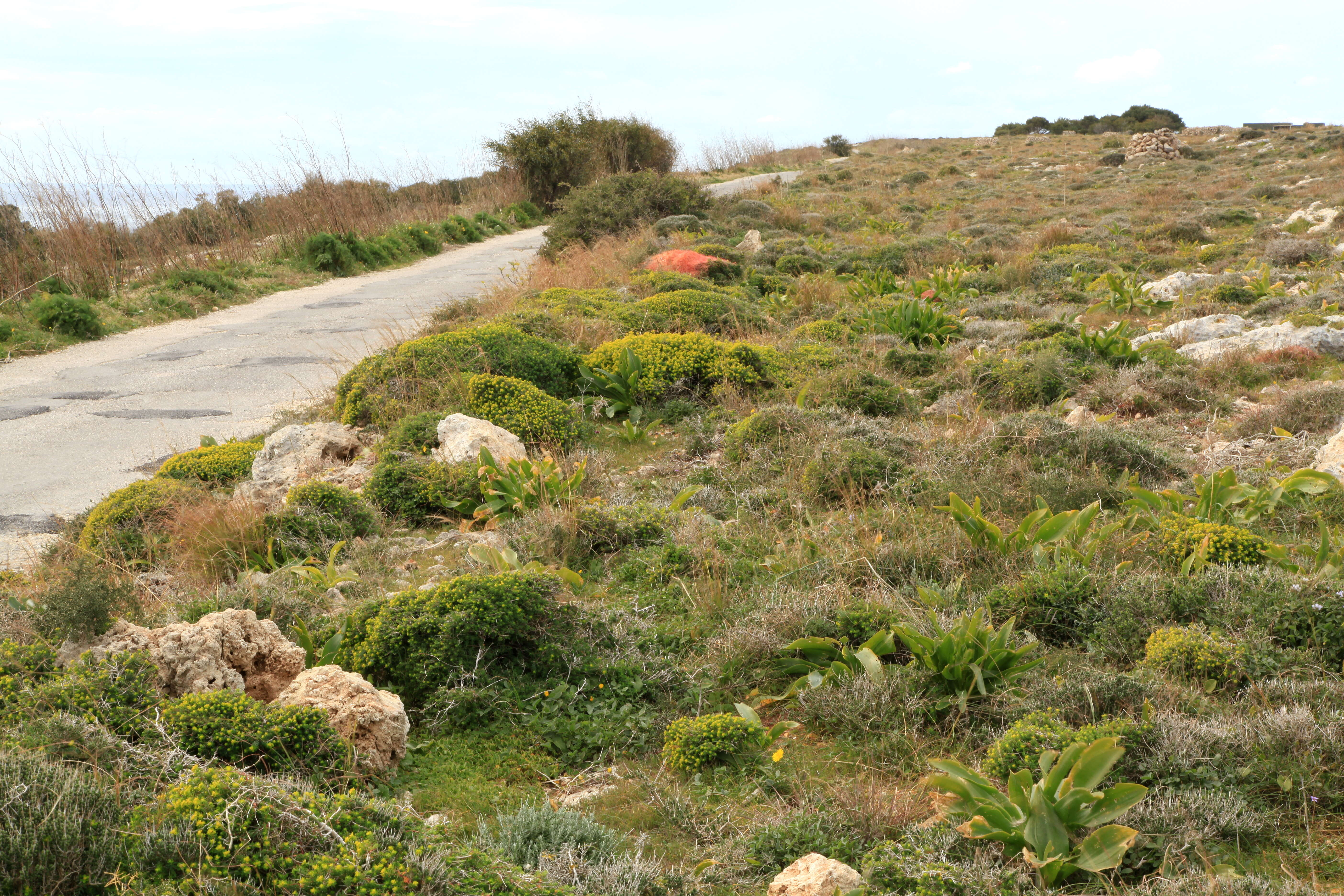 Imagem de Euphorbia melitensis Parl.