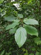 Image of Cornelian cherry dogwood