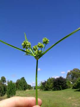 Image of Tall flatsedge