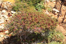 Imagem de Euphorbia melitensis Parl.