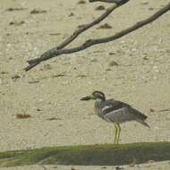 Image of Beach Stone-curlew