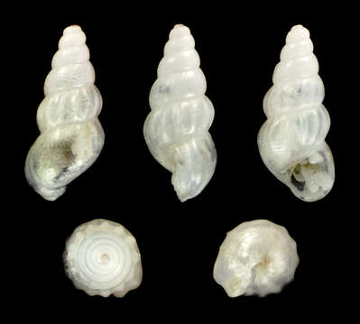 Image of Rissoa gemmula P. Fischer 1869