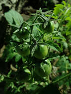 Image of Solanum lycopersicum var. cerasiforme