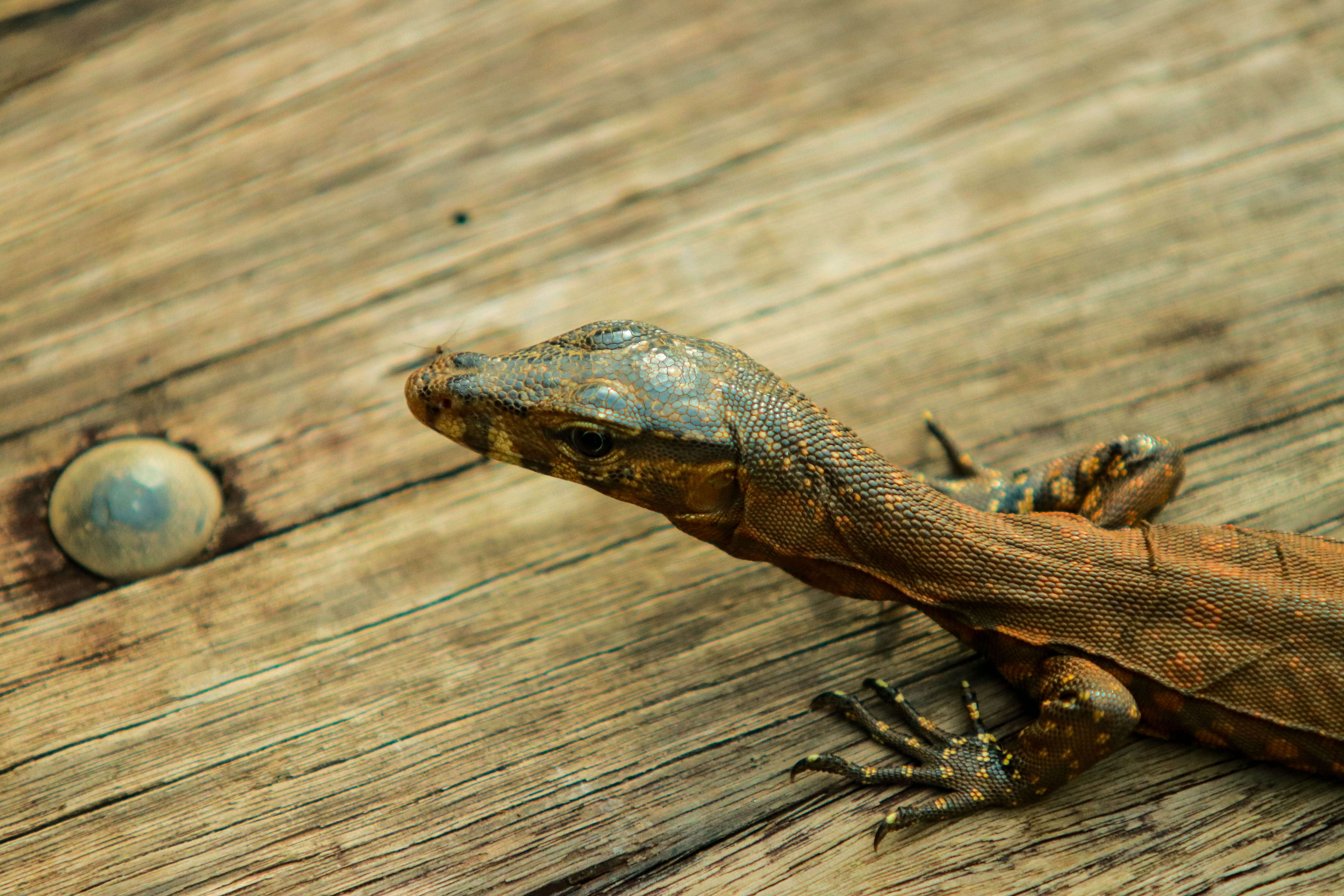 Image of Common Water Monitor