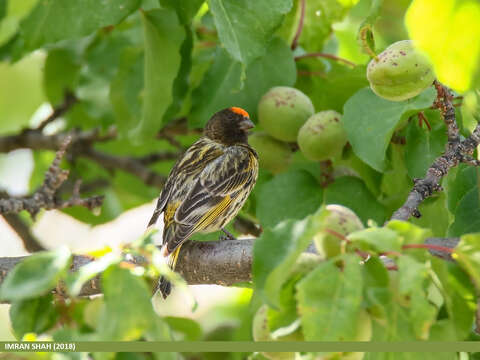 Image of Fire-fronted Serin