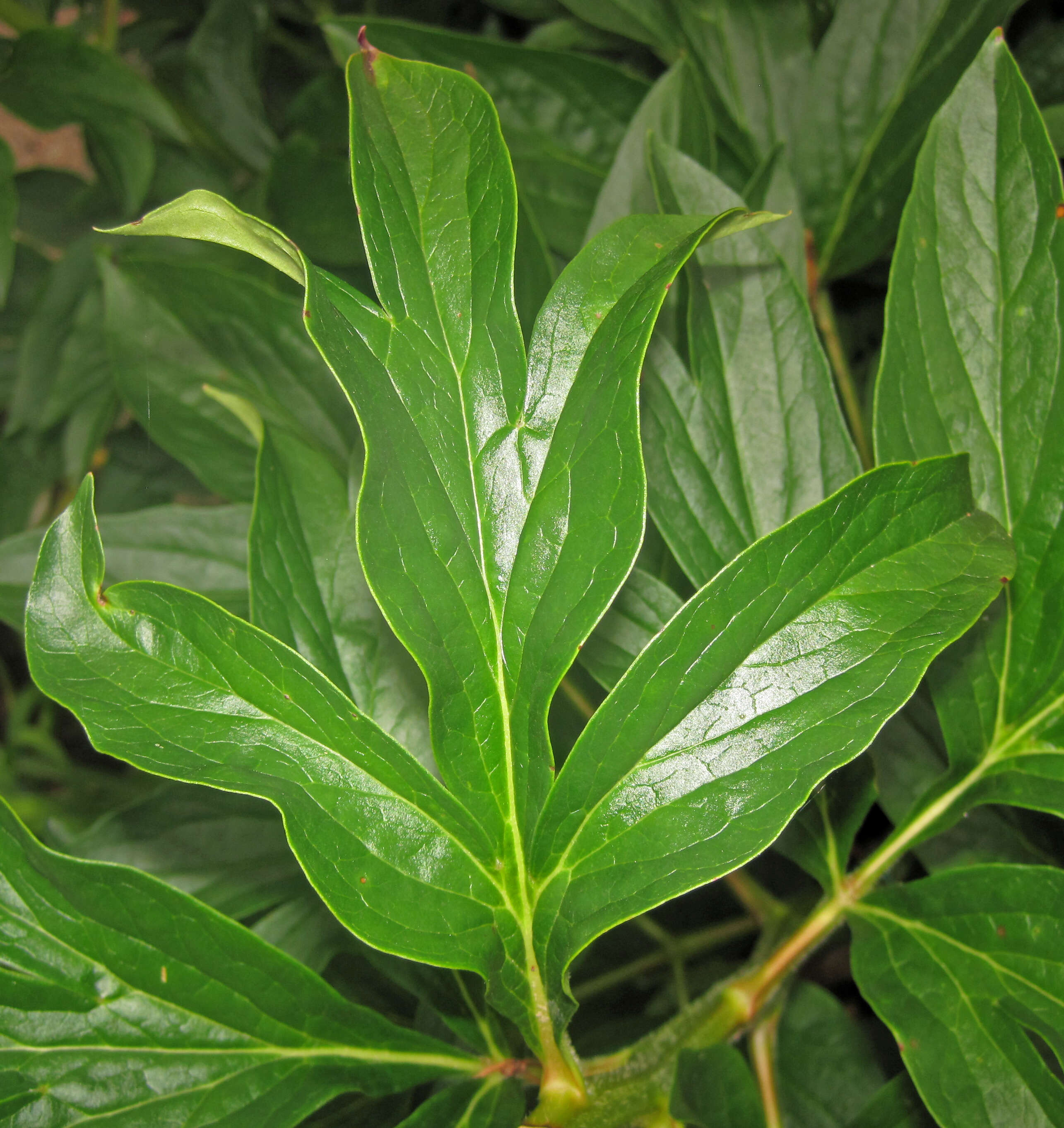 Image of peony family